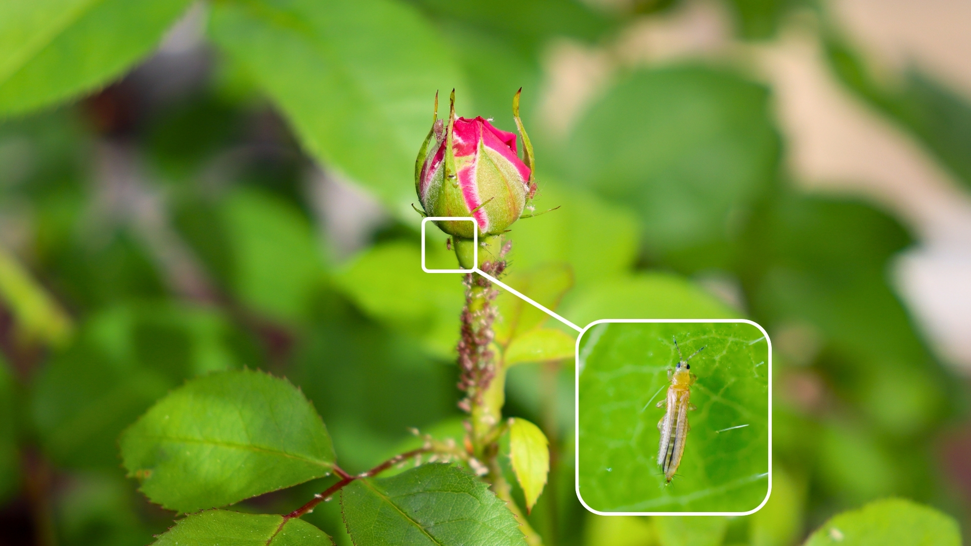 Notification of Treatment for Chilli Thrips Throughout the Town Centre