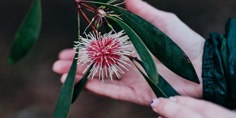 Native Plant Subsidy and Backyard Tree Planting Initiative