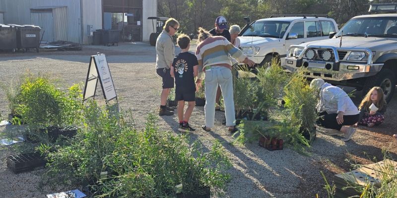 Native Plant Subsidy and Backyard Tree Planting Program Update