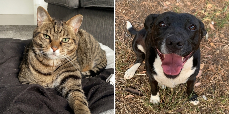 Is Your Pet Registered?