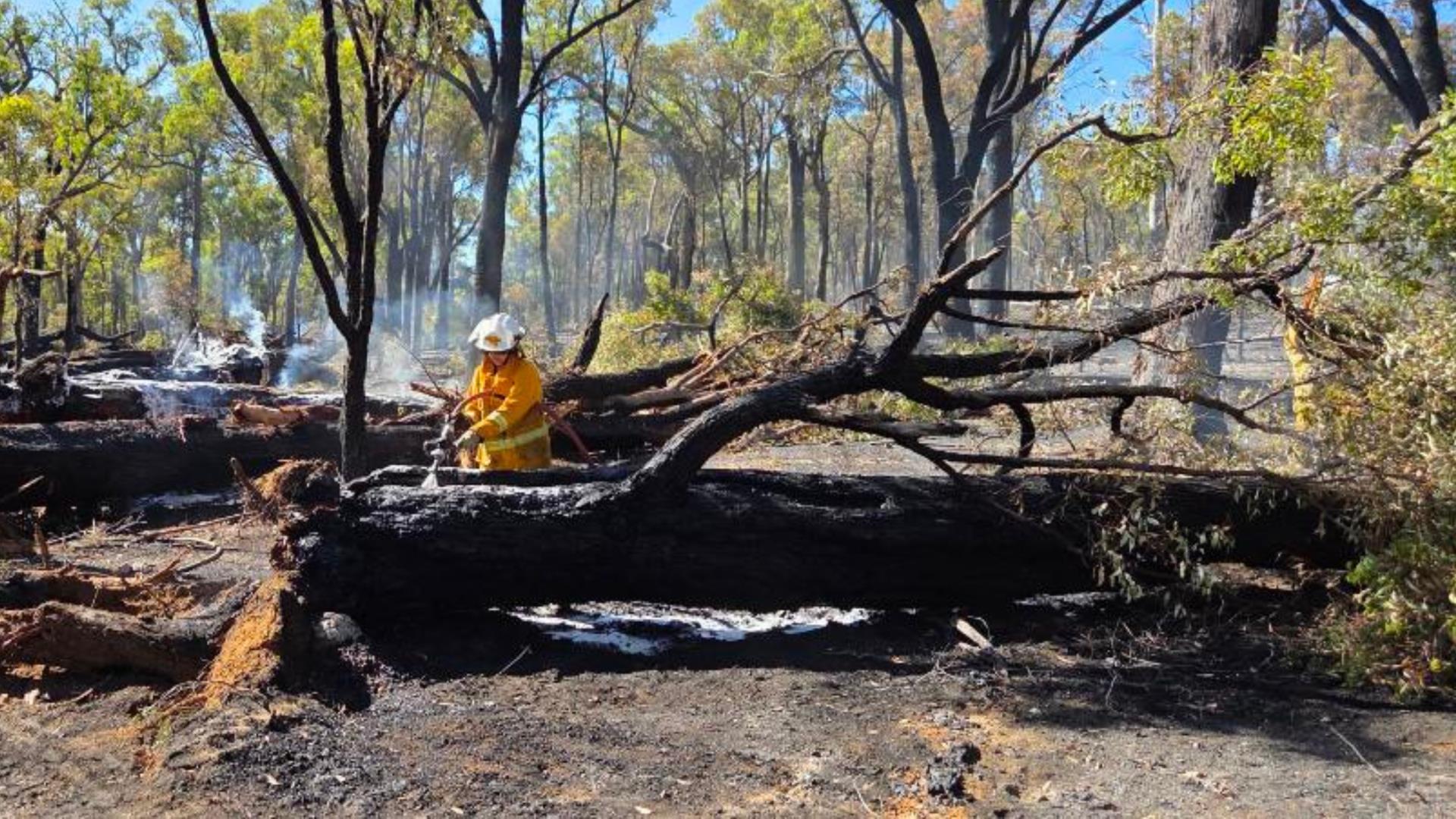 Beware of Falling Trees